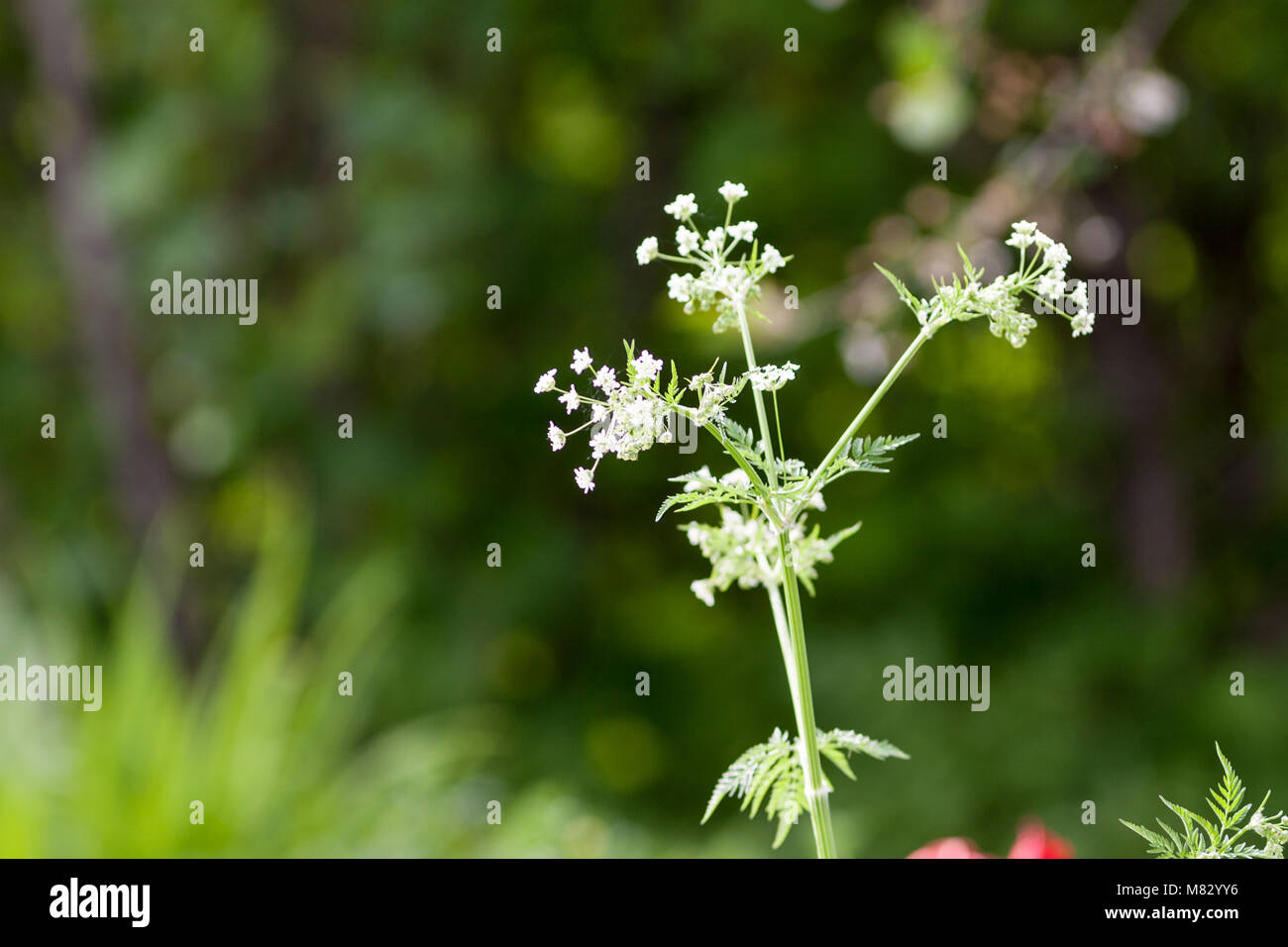 Goutweed, Kirskål (Aegopodium podagraria) Stockfoto
