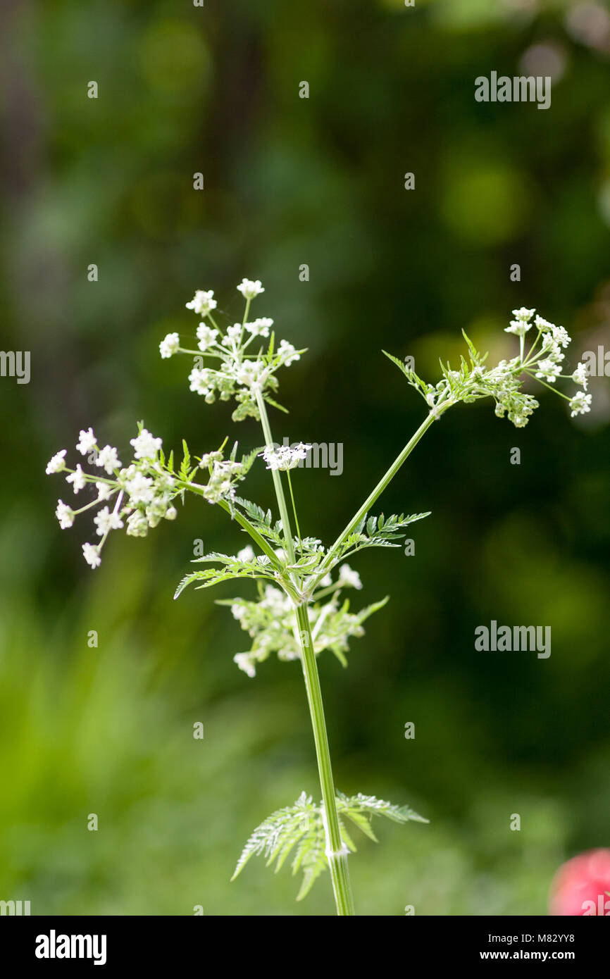 Goutweed, Kirskål (Aegopodium podagraria) Stockfoto