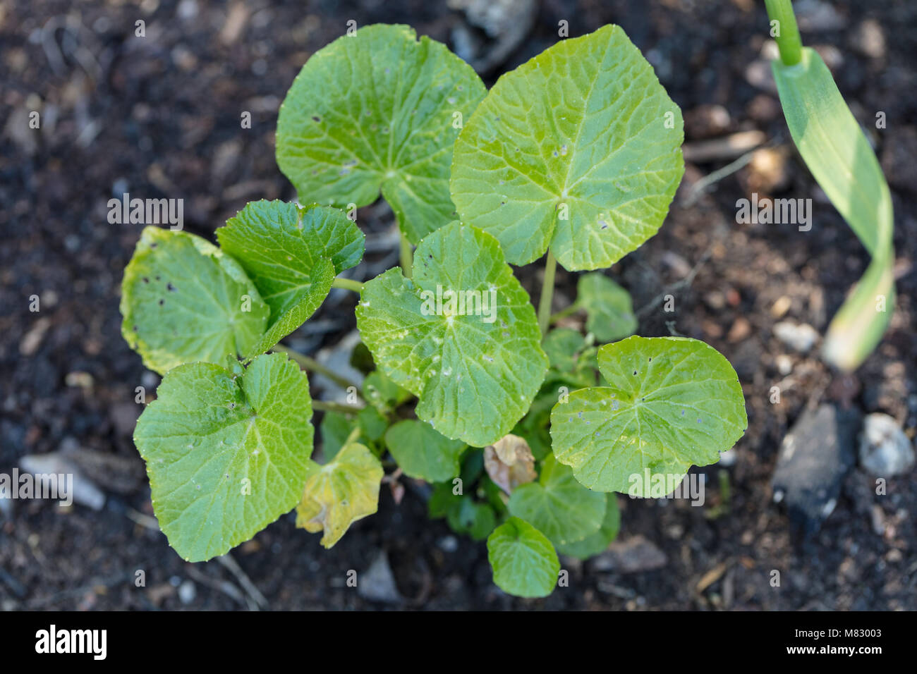 Japanische Meerrettich, Wasabi (Wasabia japonica) Stockfoto
