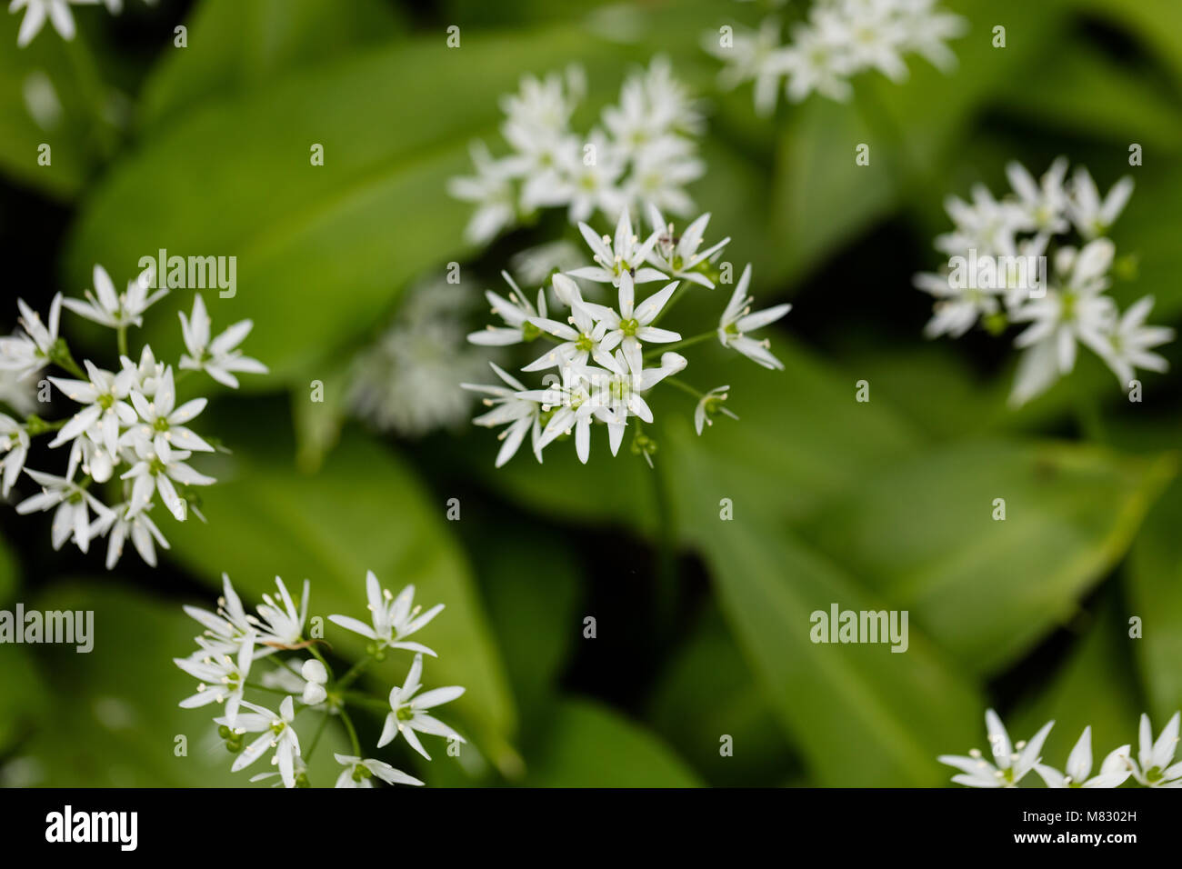 Tragen Ramslök Porree (Allium ursinum) Stockfoto