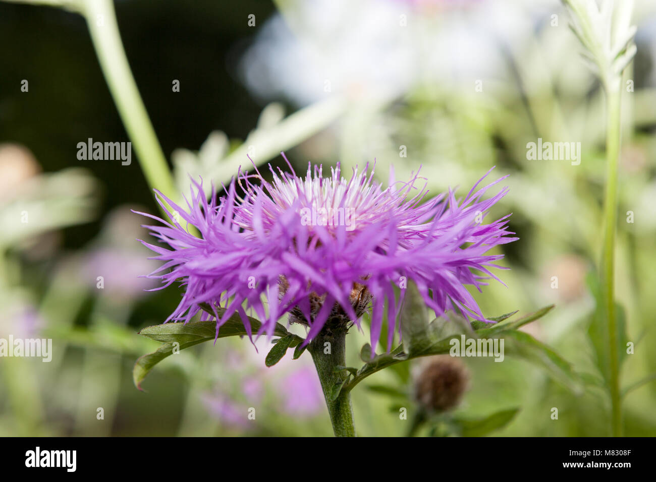 Weiß-leaved Psephellus, Rosenklint (Psephellus leucophyllus) Stockfoto