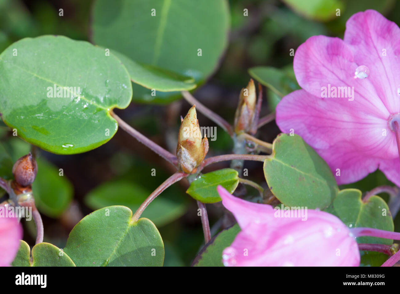 Runde-leaved Rhododendron, Rundbladig rododendron (Rhododendron orbiculare) Stockfoto