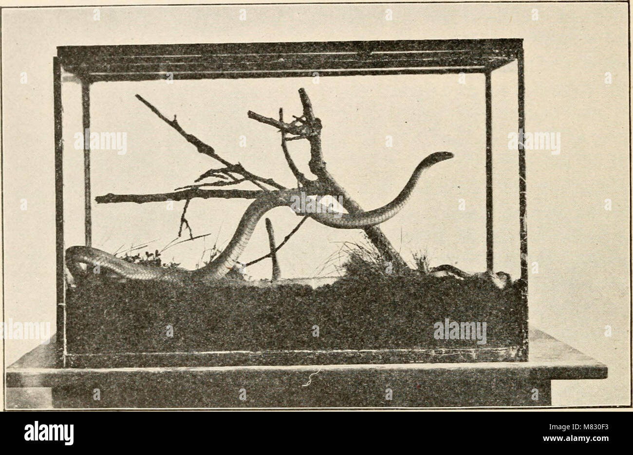 Civic Biologie; Lehrbuch der Probleme, lokaler und nationaler Ebene, die nur durch die bürgerliche coöperation behoben werden kann (1918) (c) (20644744742) Stockfoto
