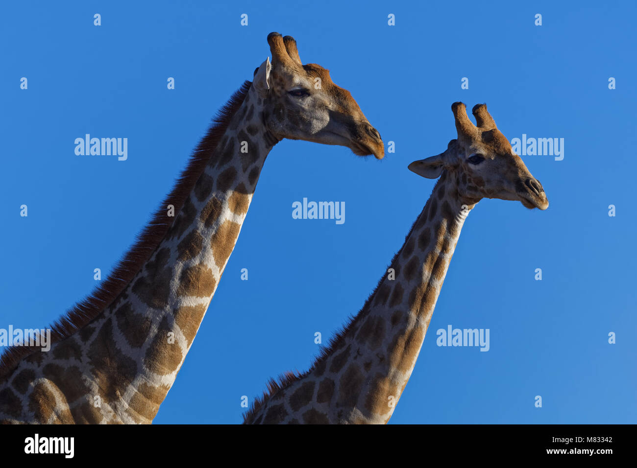Südafrikanischen Giraffen (Giraffa giraffa giraffa), vor blauem Himmel, Kgalagadi Transfrontier Park, Northern Cape, Südafrika, Afrika Stockfoto
