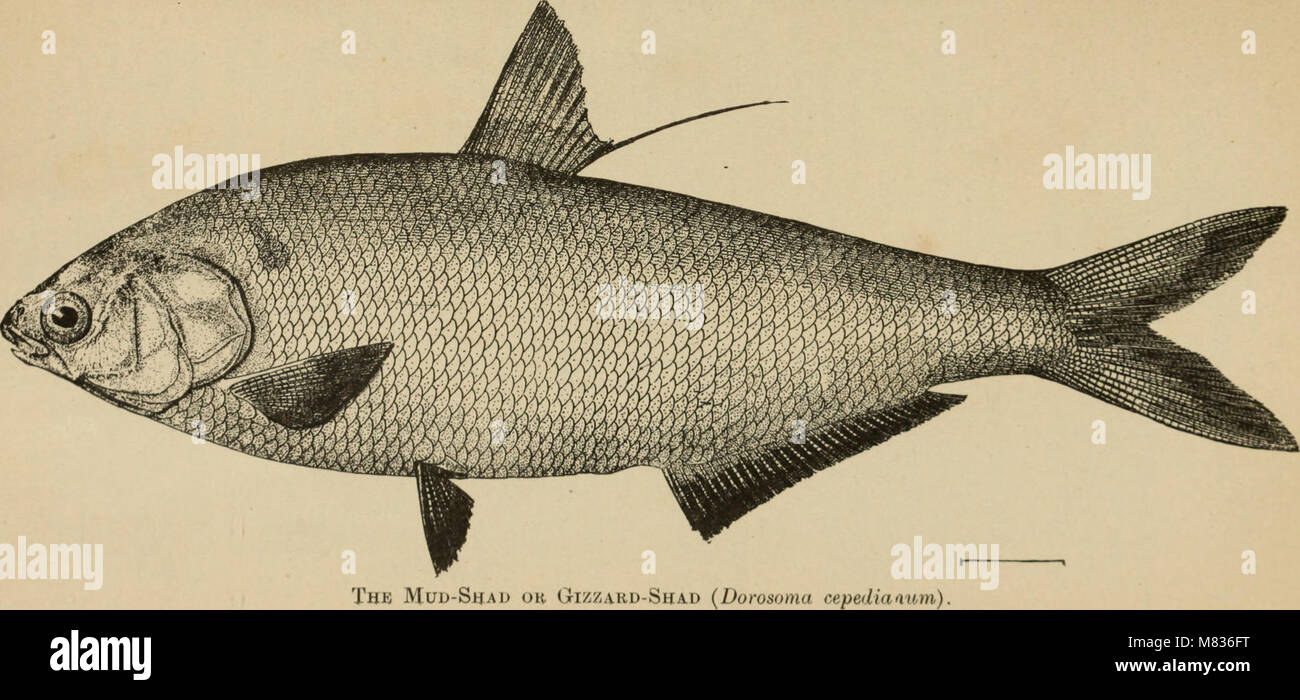 Der Kommissionsmitglieder Bericht. (1892) (20047520203) Stockfoto