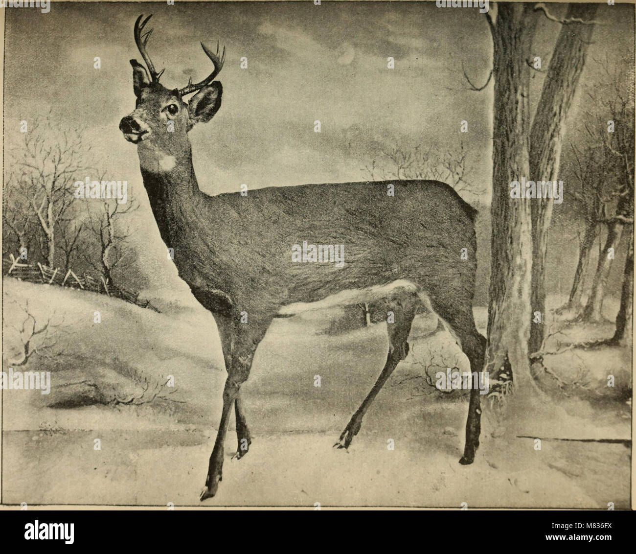 Der Kommissionsmitglieder Bericht. (1892) (20480305530) Stockfoto