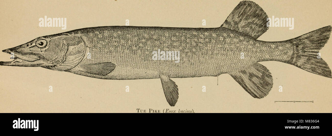 Der Kommissionsmitglieder Bericht. (1892) (20480467910) Stockfoto