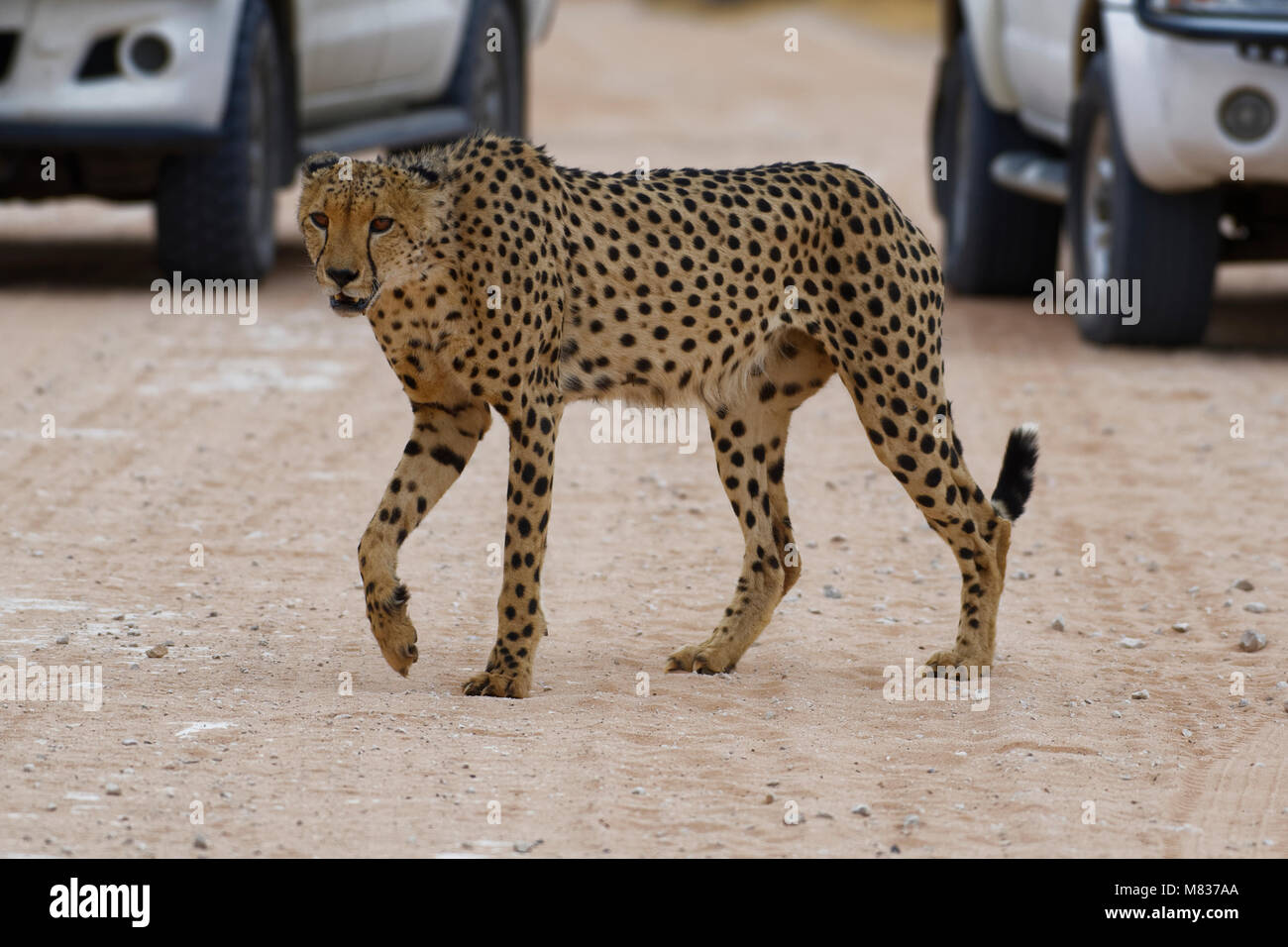 Gepard (Acinonyx jubatus), Männer, die über eine unbefestigte Straße vor Autos, Kgalagadi Transfrontier Park, Northern Cape, Südafrika, Afrika Stockfoto