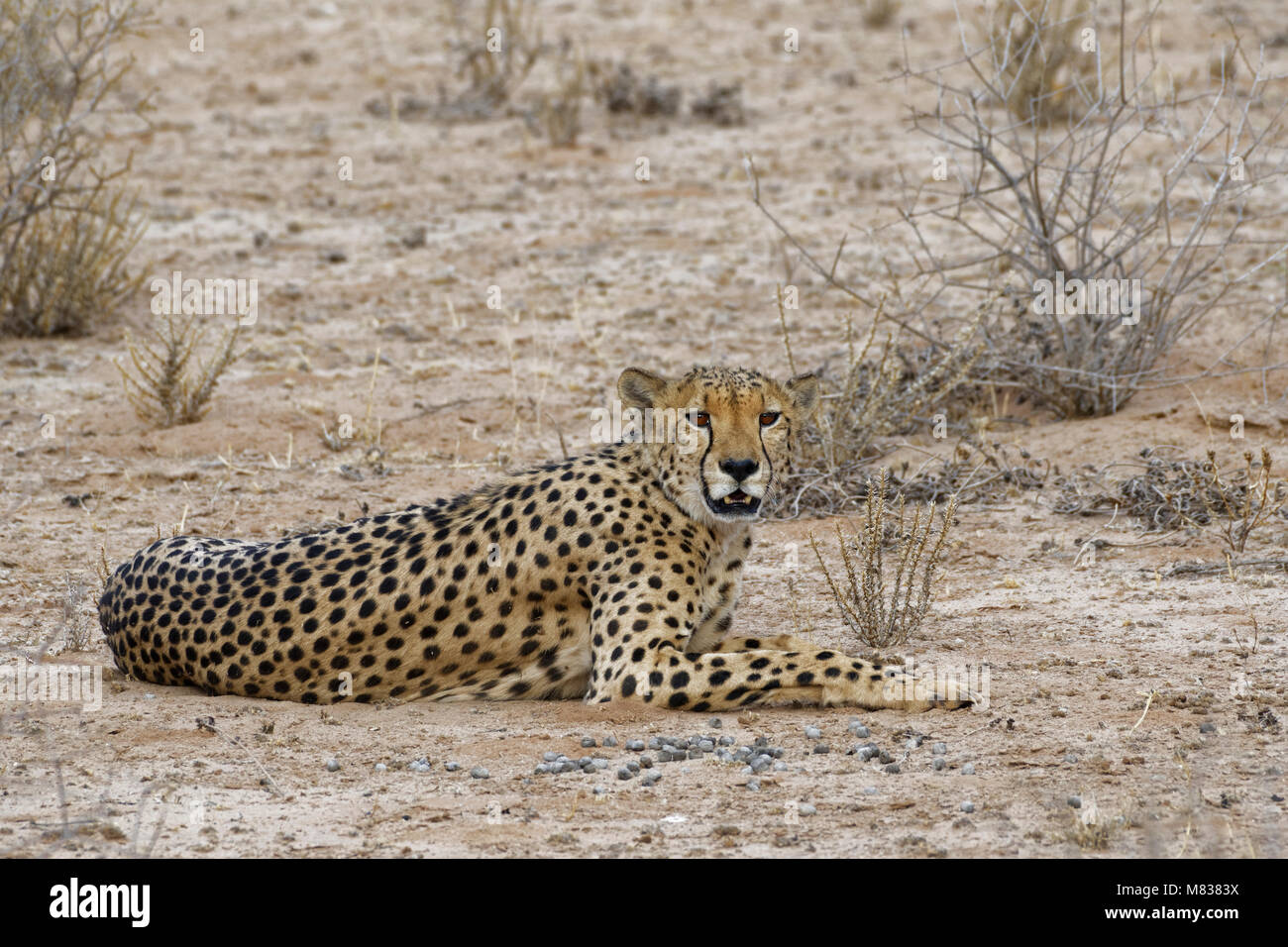 Gepard (Acinonyx jubatus), männlichen, Alert, Kgalagadi Transfrontier Park, Northern Cape, Südafrika, Afrika Stockfoto