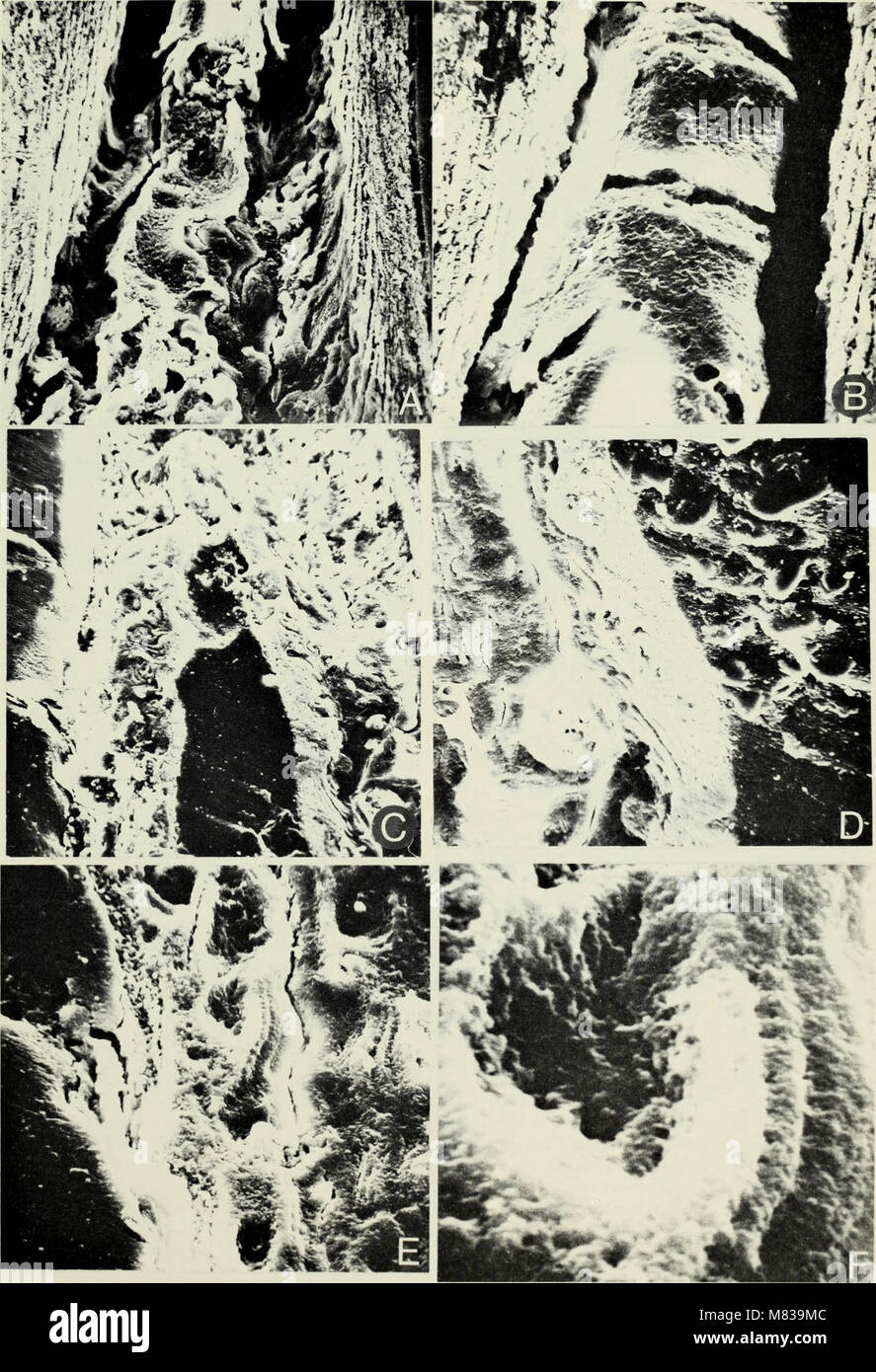Conodont ultrastruktur - die Familie Panderodontidae (1973) (20494074569) Stockfoto