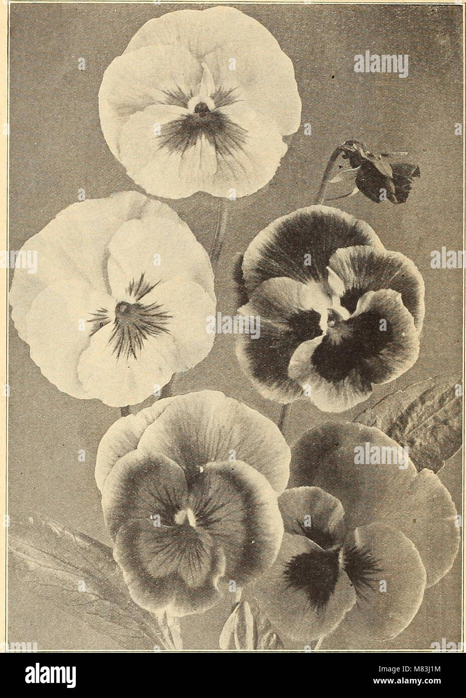 Currie's Farm und Garten jährliche - Frühjahr 1916 (1916) (14598382887) Stockfoto