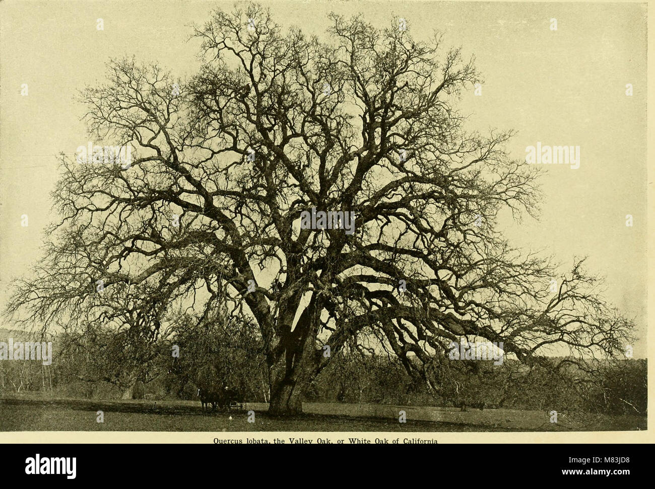 Die *Cyclopedia of American Horticulture* bietet detaillierte Anleitungen zum Anbau einer Vielzahl von Gartenbaupflanzen, einschließlich Obst, Gemüse, Blumen und Zierpflanzen, der Schwerpunkt liegt auf den Arten, die in den USA häufig verkauft werden. Stockfoto