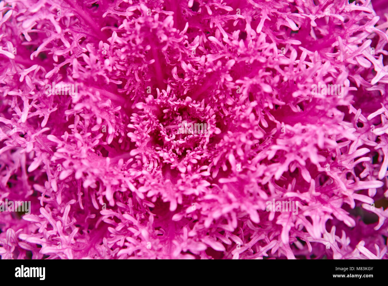 Lila Pflanze Makro Detail. Fraktale Hintergrund. Ultra Violet. Horizontale Stockfoto