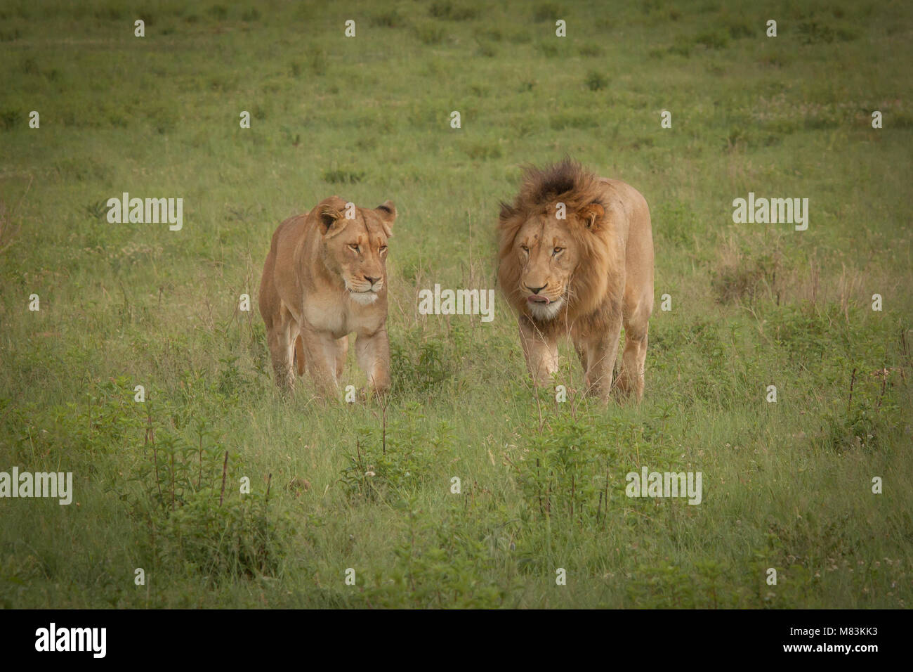 Der König der Tiere Stockfoto