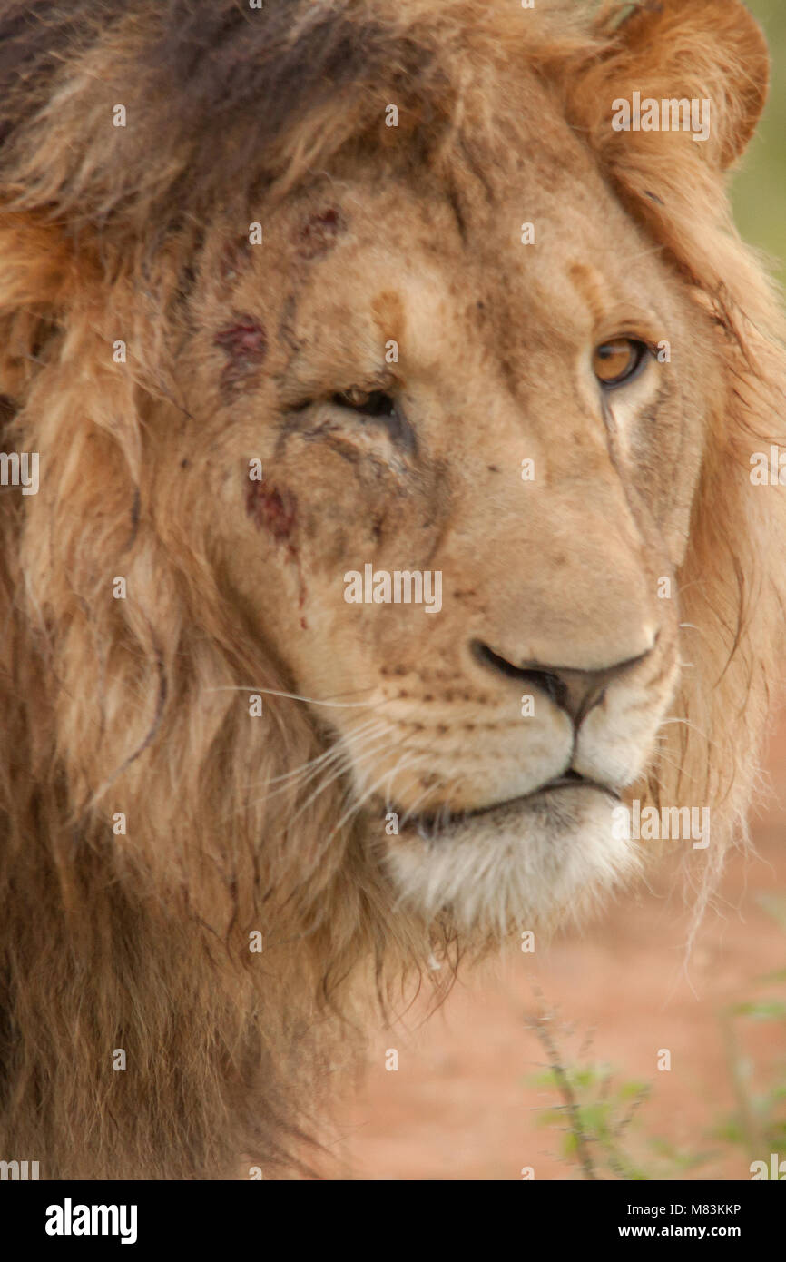 Der König der Tiere Stockfoto