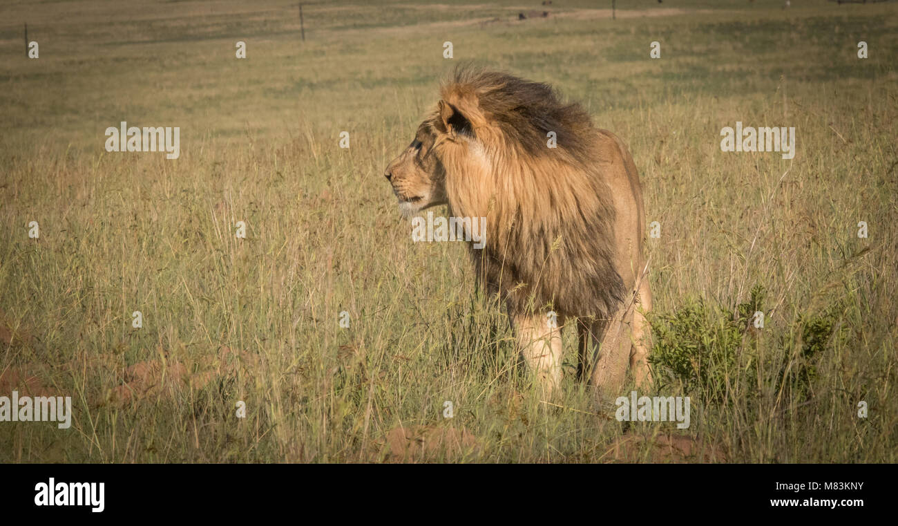 Der König der Tiere Stockfoto