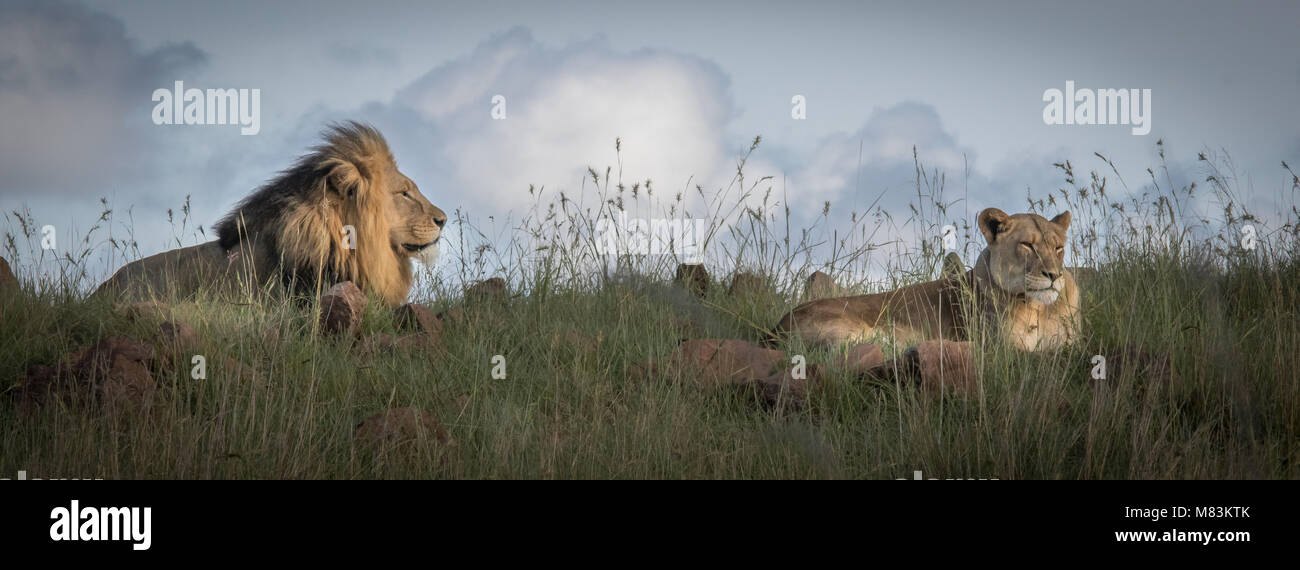 Der König der Tiere Stockfoto