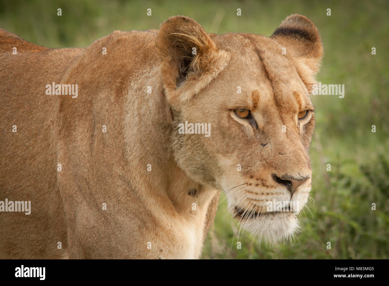 Der König der Tiere Stockfoto