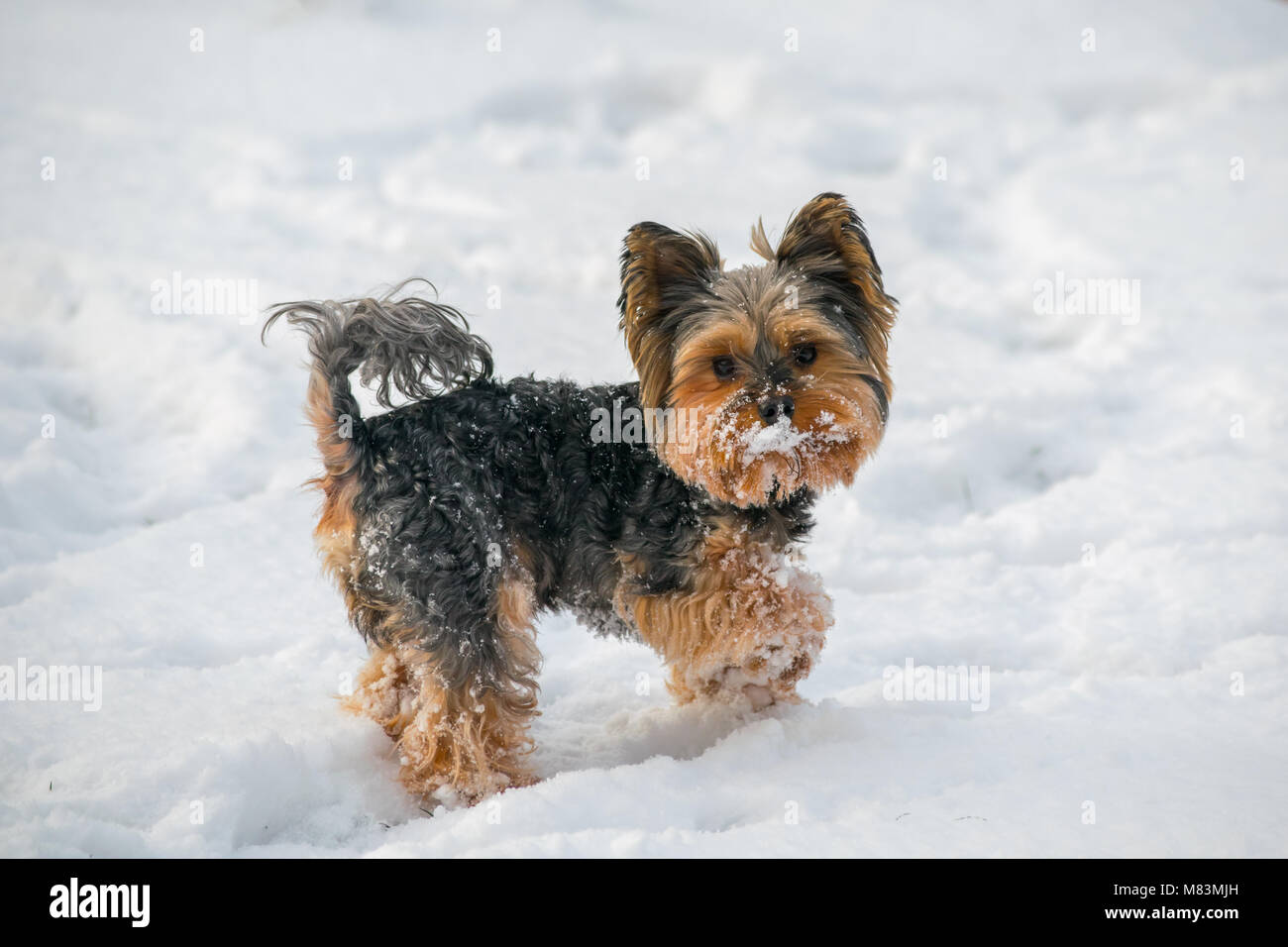 Yorkshire Terrier stehend im Schnee Stockfoto