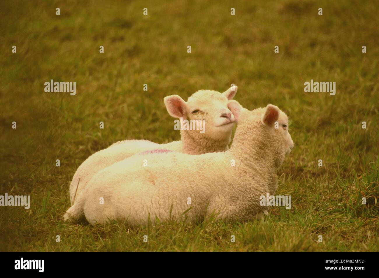 Schafe, Texel Kreuz, in Devon, England Stockfoto