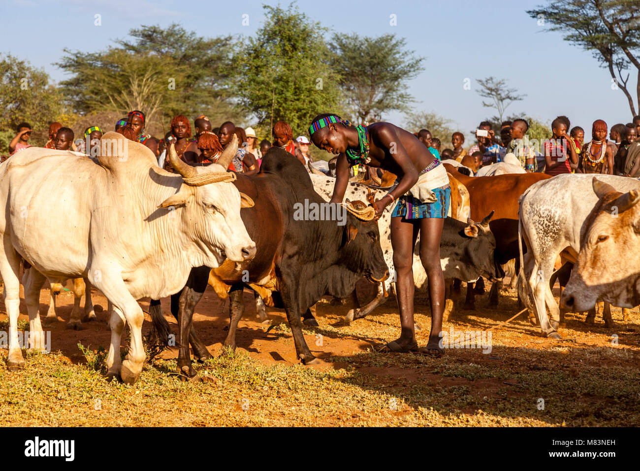 Ein Hamar Tribesman Vorbereitung Vieh für einen Stier springen Zeremonie, Dimeka, Omo Valley, Äthiopien Stockfoto