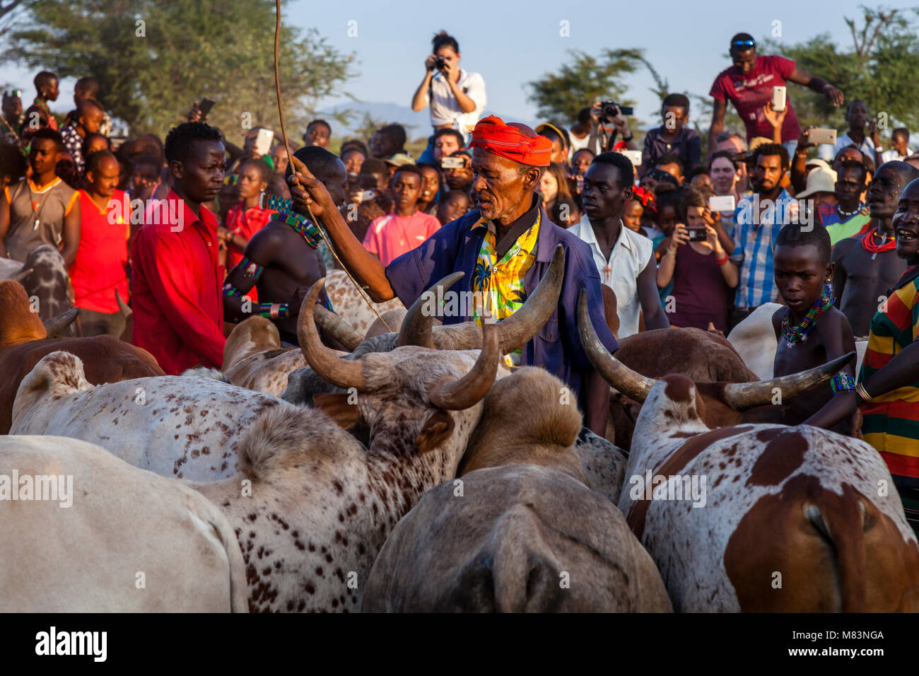 Hamar Stammesangehörigen Vorbereitung Kühe für eine 'Erwachsen' Stier springen Zeremonie, Dimeka, Omo Valley, Äthiopien Stockfoto