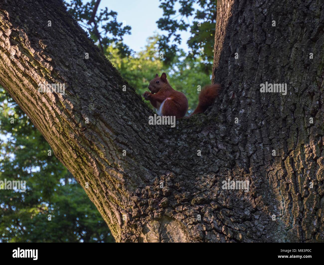 Entwerfen Raster Urlaub eichhörnchen -Fotos und -Bildmaterial in hoher Auflösung – Alamy