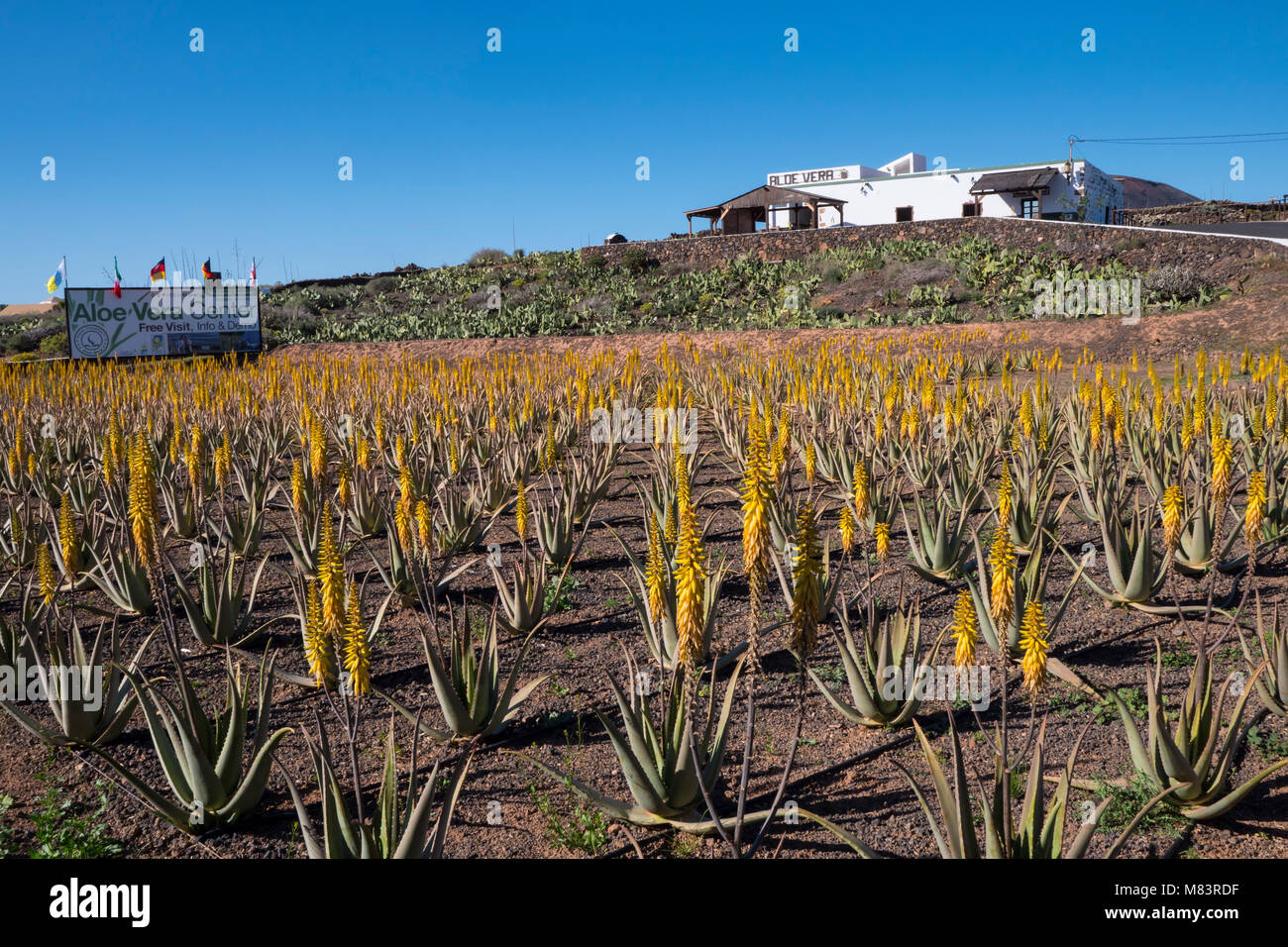 Aloe Vera Pflanzen und Shop La Oliva Fuerteventura Kanarische Inseln  Spanien Stockfotografie - Alamy