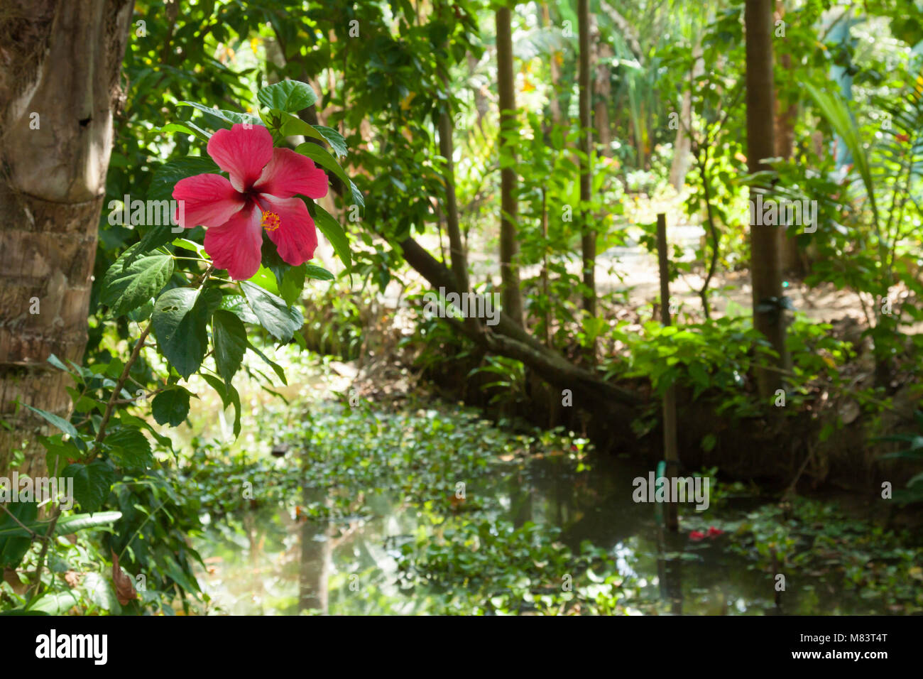 Kerala Backwaters Stockfoto