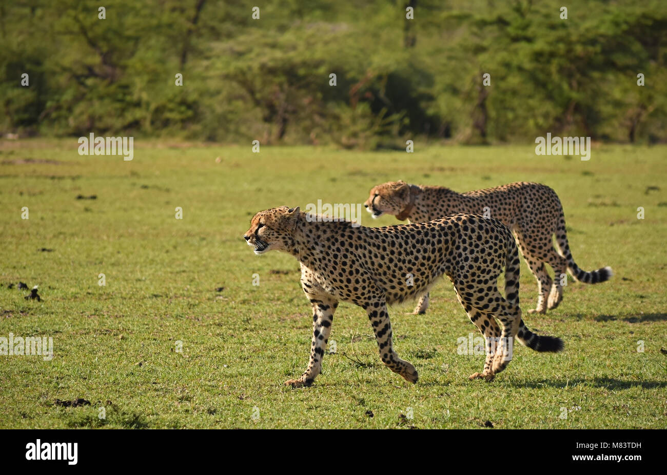 Geparden, die in Maasai Mara, Kenia, jagen und jagen Stockfoto