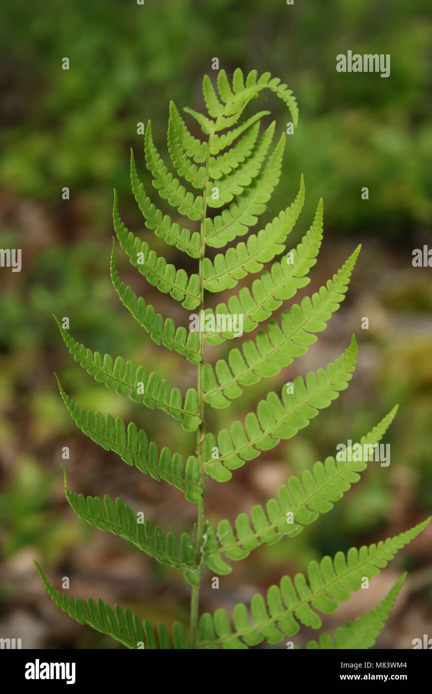 Ein Bild von einem Fern Stockfoto