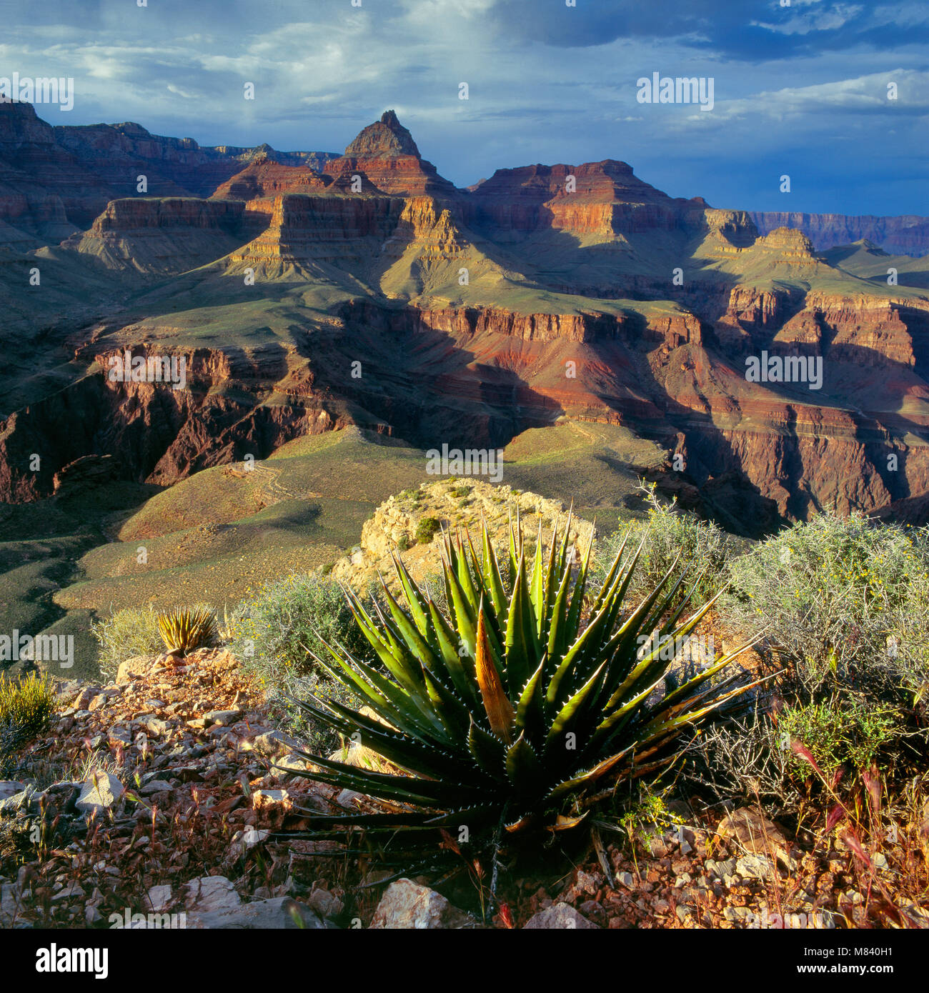 Agave, Horseshoe Mesa, Grand Canyon National Park, Arizona Stockfoto