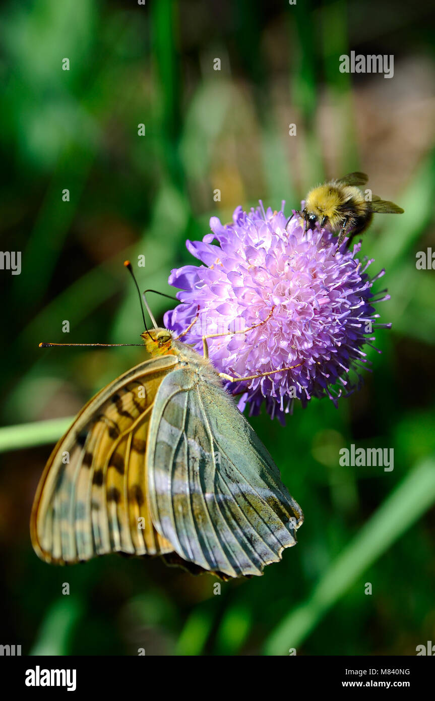 Schmetterling und bumble bee Nektar von einer Blume sammeln Stockfoto
