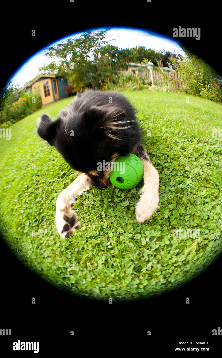 Junger Hund Stockfoto