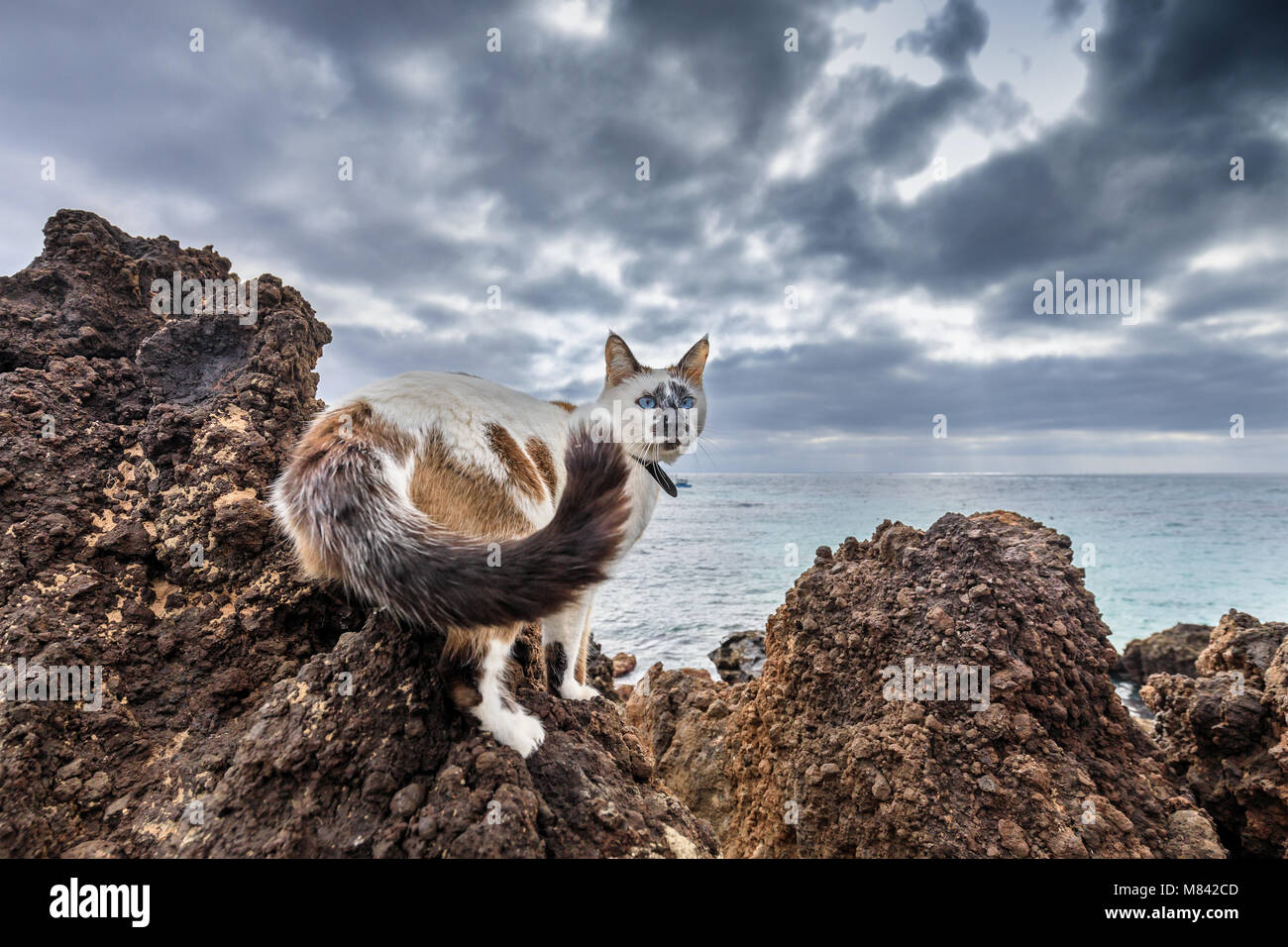 Katze auf Felsen, Punta Mujeres, Lanzarote, Kanarische Inseln, Spanien Stockfoto