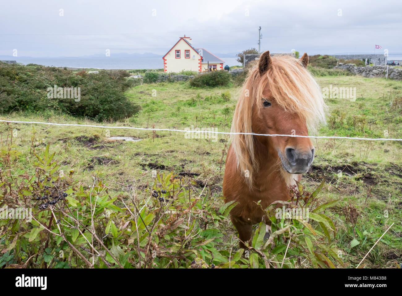 Ein Pferd in einem Bauernhof in der Aran Insel (Irland) Stockfoto Ein Pferd in einem Bauernhof in der Aran Insel (Irland) Stockfoto