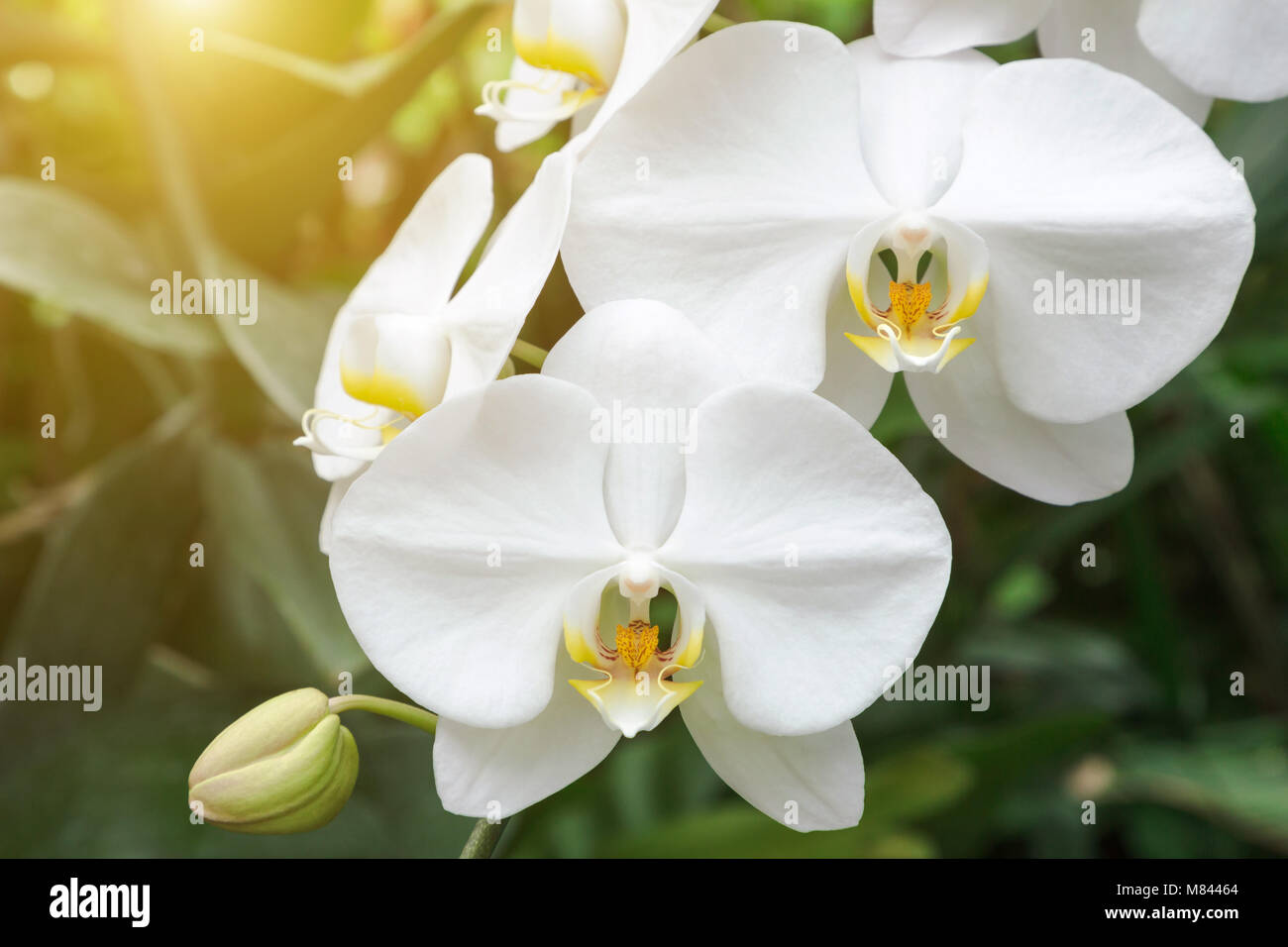 Orchidee im Orchid Garden im Winter oder Frühling Postkarte Schönheit