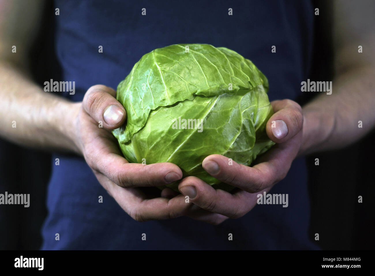 Junge Mann hält die Hände mit Grünkohl Ernteguts. Stockfoto