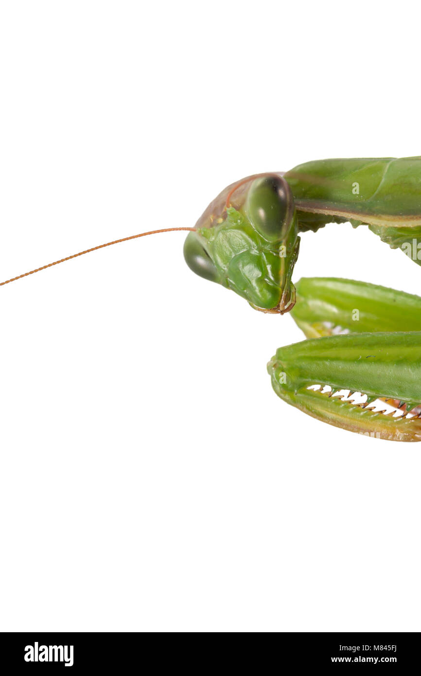 Das Mantis auf dem weißen Hintergrund schaut auf die Linse. Sieht gruselig. Stockfoto