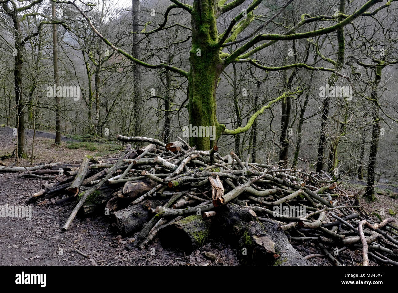 Bäume in Wäldern in Yorkshire, uk März 2018 Stockfoto