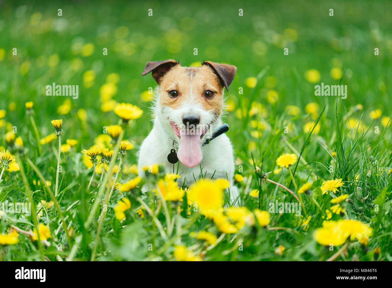 Happy pet dog sitting im Frühjahr grünes Gras und gelben Löwenzahn Blumen Stockfoto