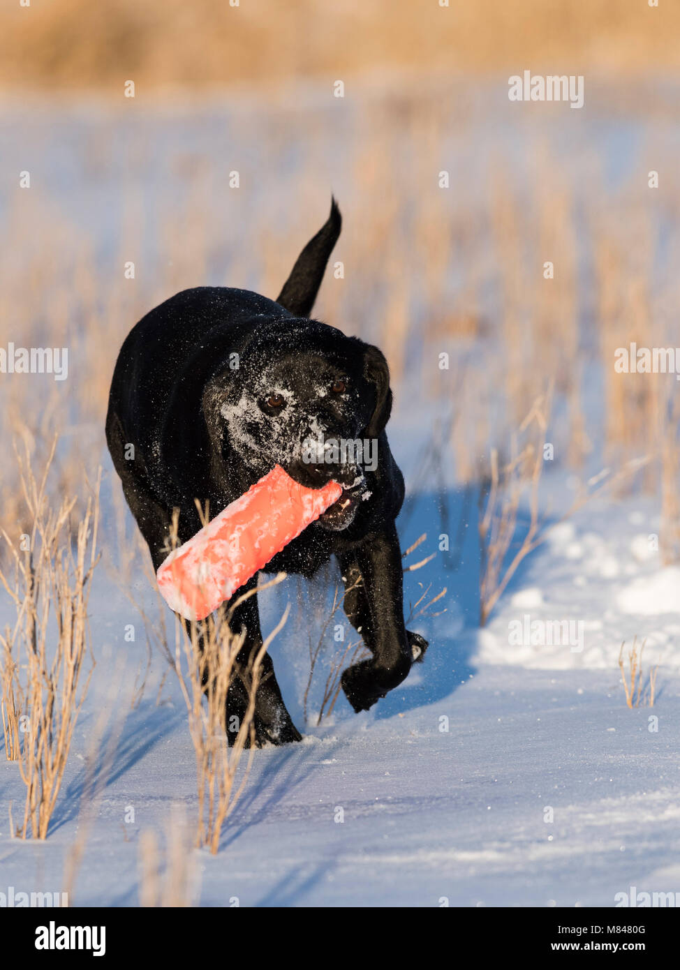 Eine schwarze Labrador Retriever abrufen Ausbildung Stoßfänger auf einem kalten Winter schneebedeckten Tag Stockfoto