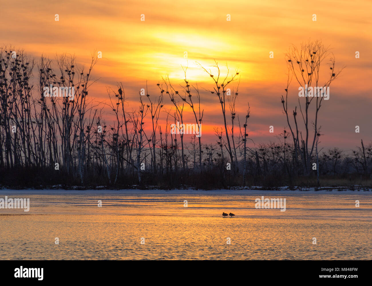 Sonnenuntergang Hintergrund, Bäume und ein paar Vogelsilhouetten, Natural World Stockfoto
