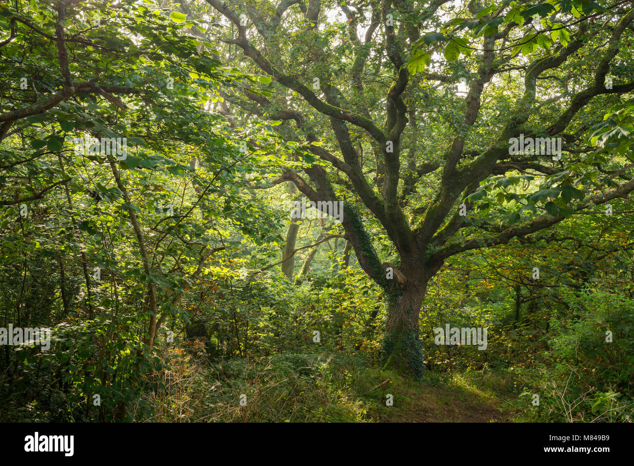 Reifen Eiche Baum im grünen Laubbäumen, Woodland, St Issey, Cornwall, England. Sommer (August) 2017. Stockfoto