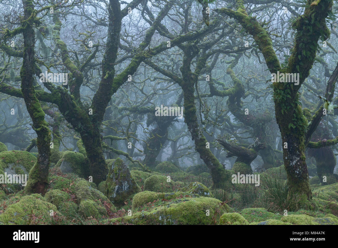 Verdrehte Bäume in Wistman's Wood SSSI im Nationalpark Dartmoor, Devon, England. Im Winter (Januar) 2018. Stockfoto