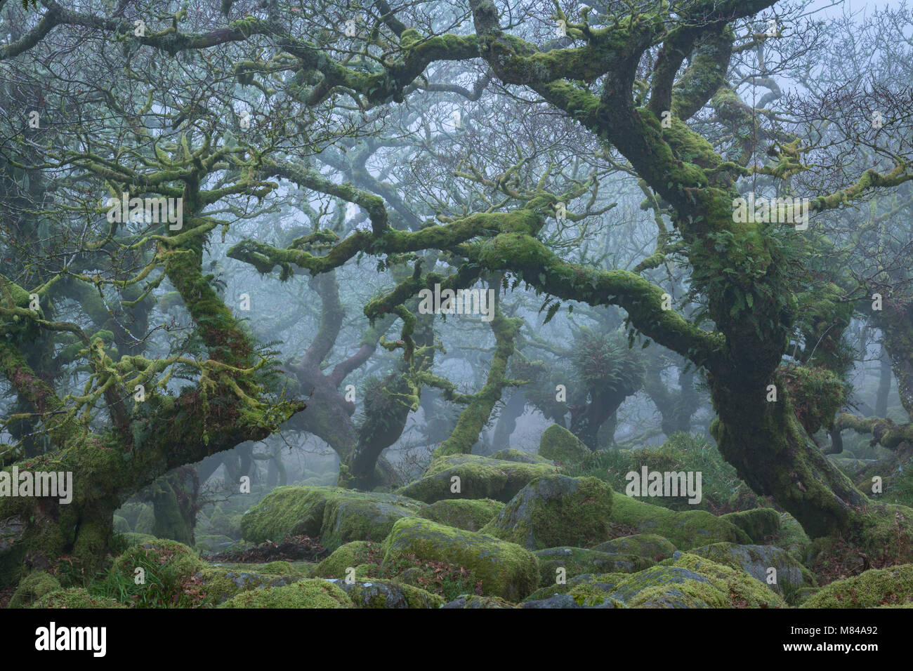 Knorrige und verdrehte Bäume in Wistman's Wood in Dartmoor, Devon, England. Im Winter (Januar) 2018. Stockfoto