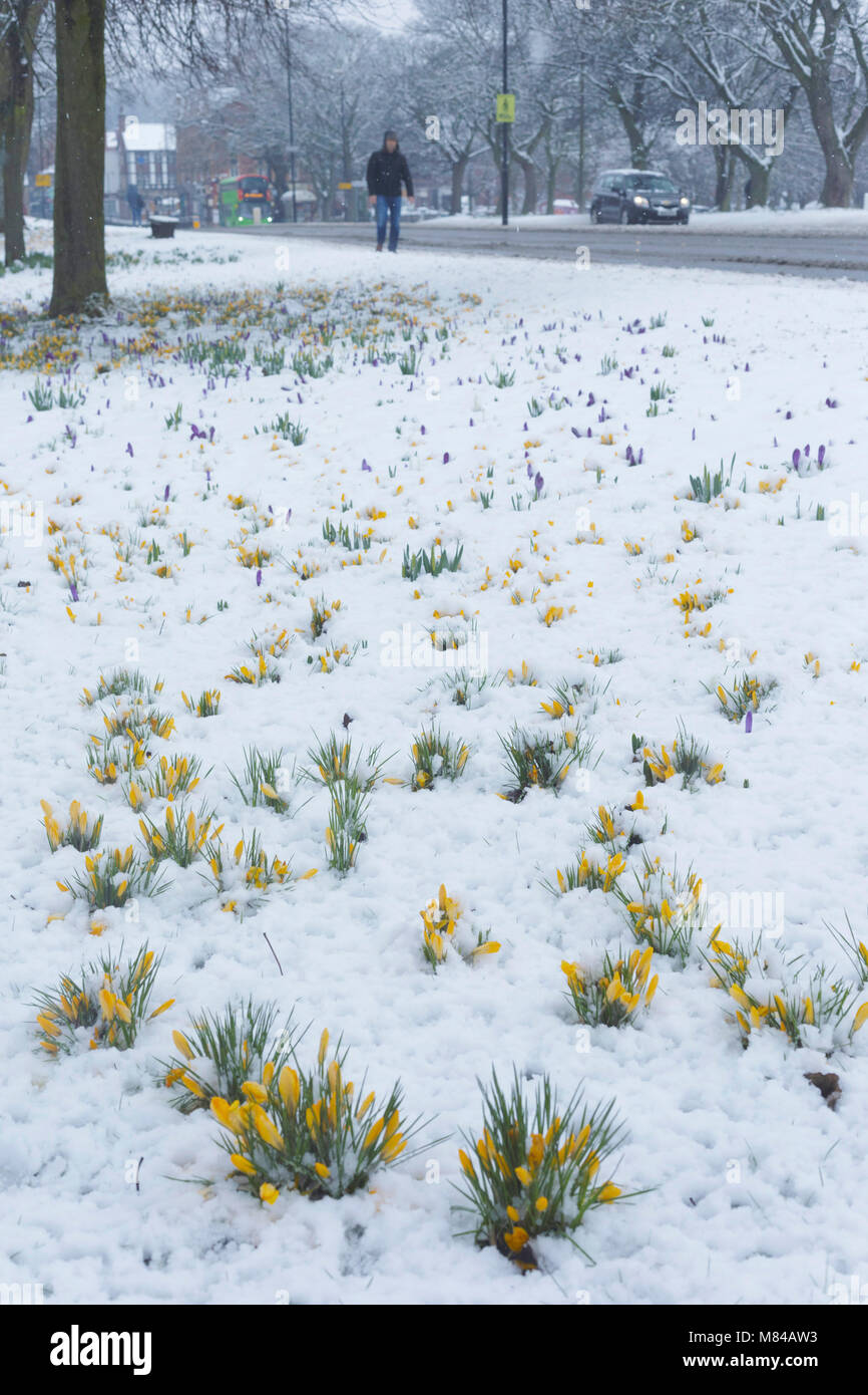 Krokusse im Schnee, Leeds, England. 8. März 2018 Stockfoto