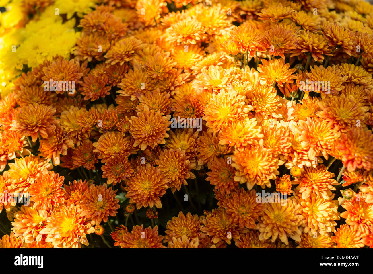 Dahlien sonne Stockfotos und bilder Kaufen Alamy