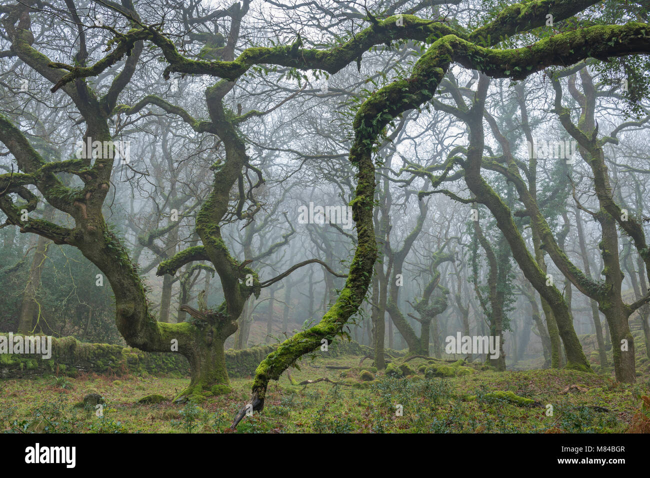 Moos bedeckt Laubbäume im Morgen, Nebel, halstock Holz, Dartmoor, Devon. Winter (Februar) 2018. Stockfoto