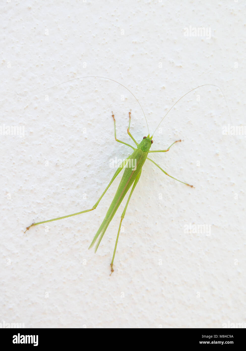 Hell Grün leuchtende Cricket Insekt auf einer weißen Wand Stockfoto